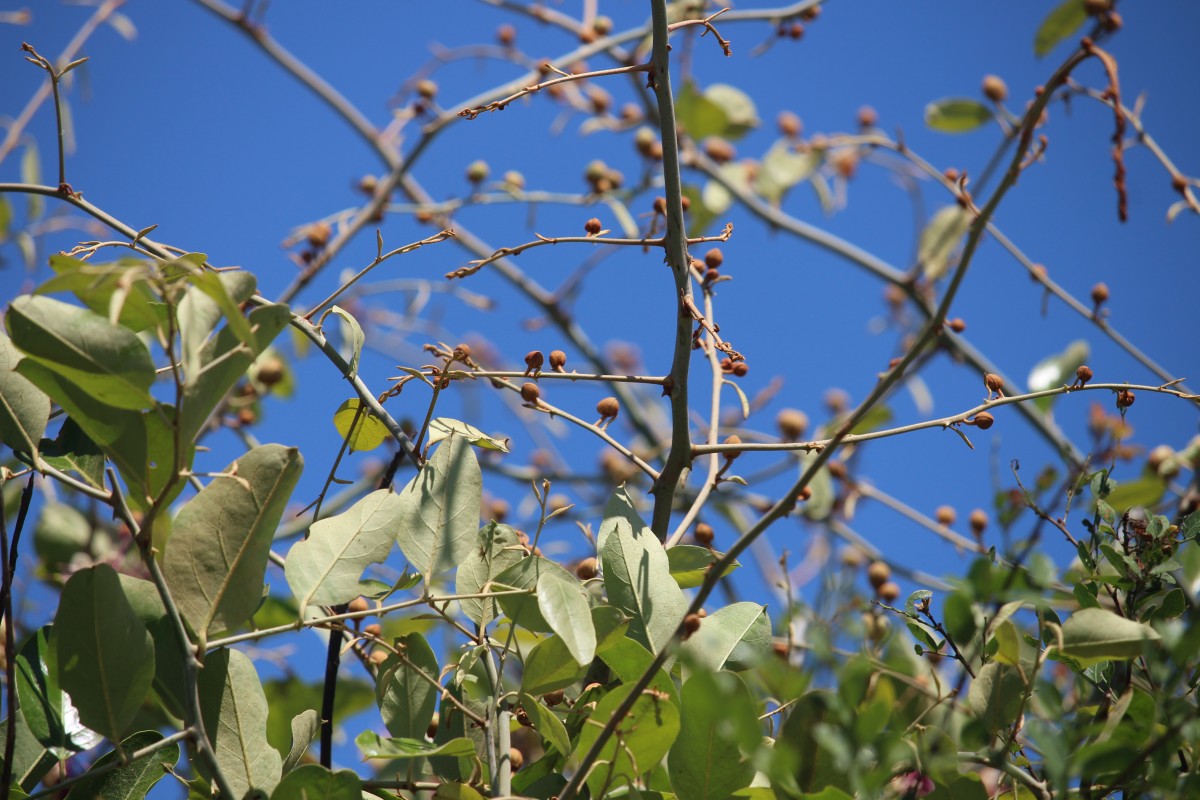 Capparis zeylanica L.